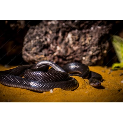 Boaedon Fuliginosus - Serpiente casera Africana